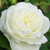 Fehér - Virágágyi floribunda rózsa - Weisse Gruss an Aachen